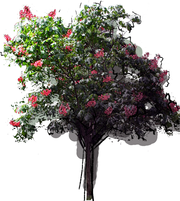 Red Horse Chestnut